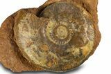 Toarcian Ammonite Fossil - France #311822-1